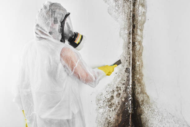 Best Mold Removal Company Near Me  in Grill, PA