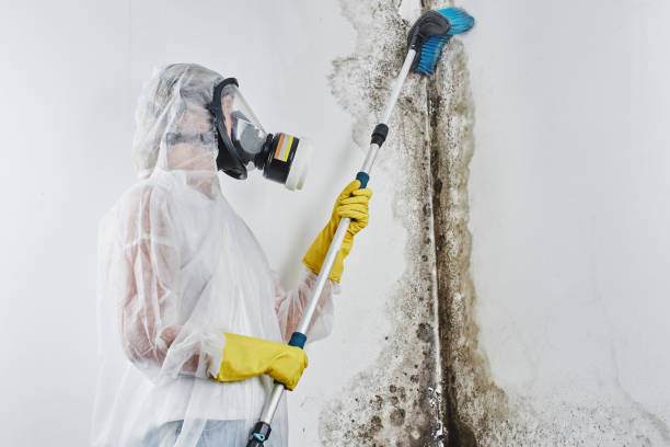 Best Professional Mold Removal  in Grill, PA