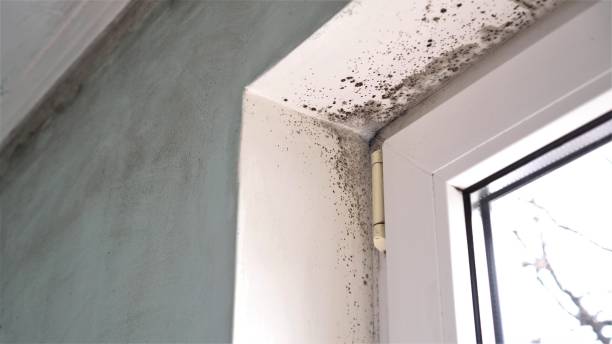Best Same-Day Mold Removal  in Grill, PA