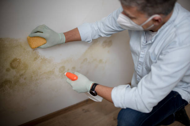 Best Fast Mold Removal  in Grill, PA