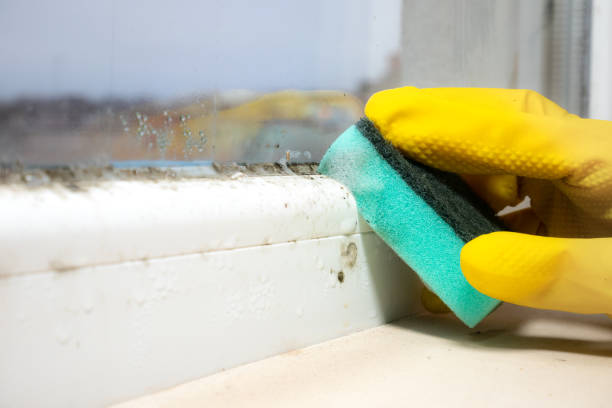 Best Home Mold Removal  in Grill, PA