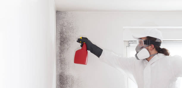 Best Certified Mold Removal  in Grill, PA