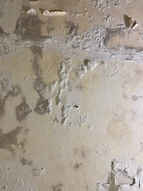 Home Mold Removal in Grill, PA