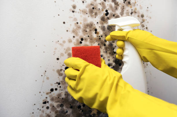 Best Office Mold Removal Services  in Grill, PA