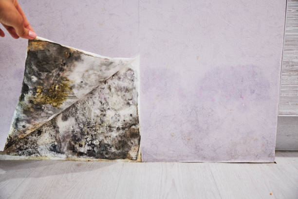 Best Mold Damage Repair  in Grill, PA